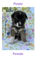 Purple, a female German Shepherd Dog and Siberian Husky for sale in Lansing, MI – 1 of 1