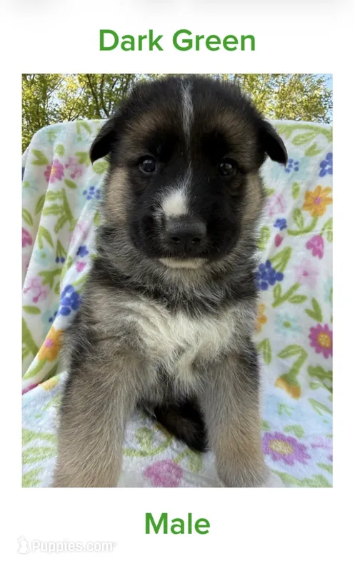 Dark Green – German Shepherd Dog, Siberian Husky puppy for sale in Lansing, MI