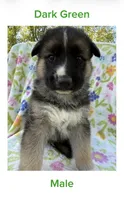 Dark Green, a male German Shepherd Dog and Siberian Husky for sale in Lansing, MI – 1 of 1