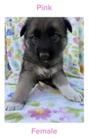 Pink, a female German Shepherd Dog and Siberian Husky for sale in Lansing, MI – 1 of 1