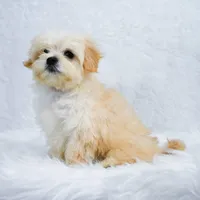 Lucy, a female Maltipoo for sale in Florida City, FL – 2 of 6