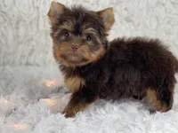 Sophia, a female Yorkshire Terrier for sale in Florida City, FL – 1 of 5