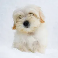 Lucy, a female Maltipoo for sale in Florida City, FL – 3 of 6