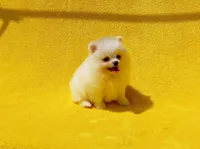 Kala, a female Pomeranian for sale in Florida City, FL – 4 of 4