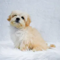 Lucy, a female Maltipoo for sale in Florida City, FL – 6 of 6
