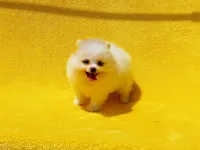 Kala, a female Pomeranian for sale in Florida City, FL – 3 of 4
