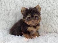 Sophia, a female Yorkshire Terrier for sale in Florida City, FL – 2 of 5