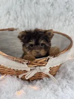 Sophia, a female Yorkshire Terrier for sale in Florida City, FL – 5 of 5