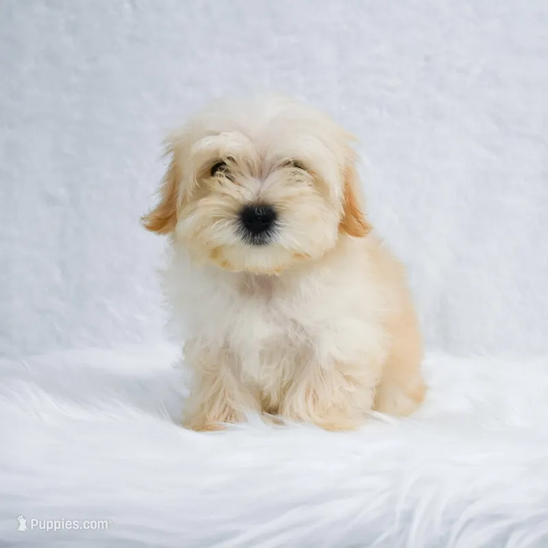 Lucy – Maltipoo puppy for sale in Florida City, FL