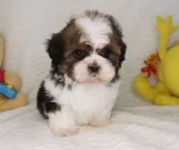 Danny, a female Shih Tzu for sale in Florida City, FL – 2 of 3