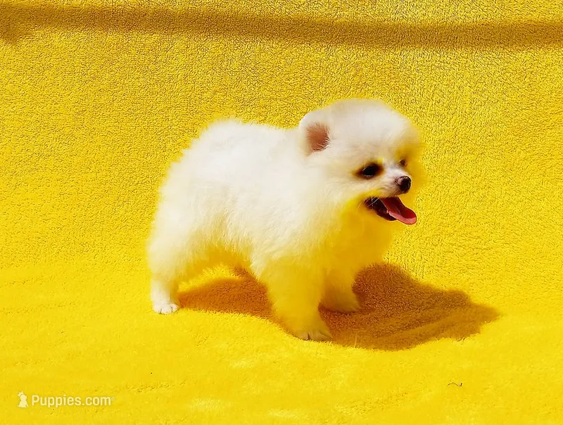 Kala – Pomeranian puppy for sale in Florida City, FL