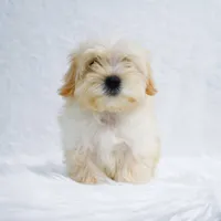 Lucy, a female Maltipoo for sale in Florida City, FL – 4 of 6