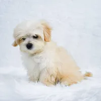 Lucy, a female Maltipoo for sale in Florida City, FL – 5 of 6