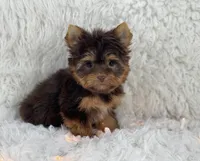 Sophia, a female Yorkshire Terrier for sale in Florida City, FL – 4 of 5