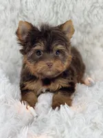 Sophia, a female Yorkshire Terrier for sale in Florida City, FL – 3 of 5
