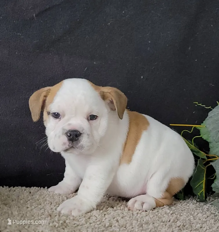 Lily – English Bulldog puppy for sale in Florida City, FL