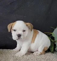 Lily, a  English Bulldog for sale in Florida City, FL – 1 of 1