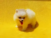 Kala, a female Pomeranian for sale in Florida City, FL – 2 of 4