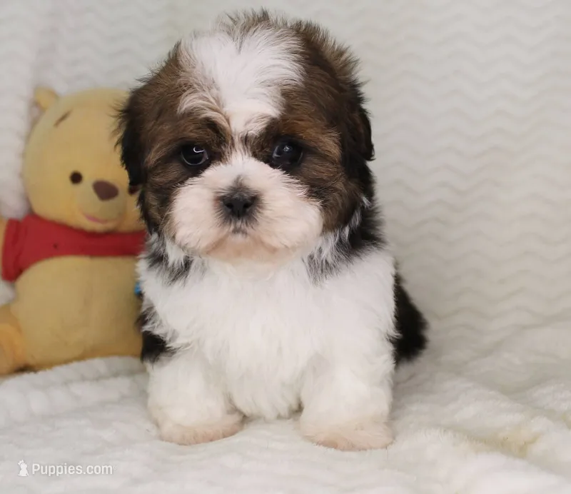 Danny – Shih Tzu puppy for sale in Florida City, FL