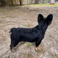 AKC French Bulldog , a male French Bulldog for sale in Bonneau, SC – 4 of 5