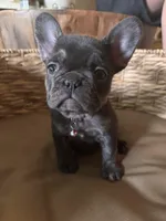 Pebbles Litter, a male French Bulldog for sale in Bonneau, SC – Photo 4 of 10