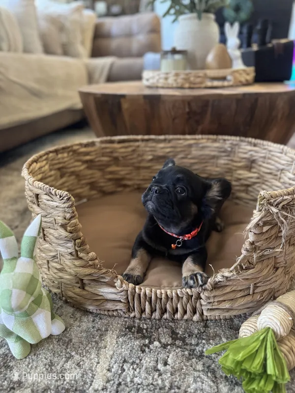 Pebbles Litter – French Bulldog puppy for sale in Bonneau, SC