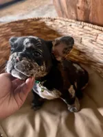 Pebbles Litter, a male French Bulldog for sale in Bonneau, SC – Photo 5 of 10