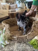 Pebbles Litter, a male French Bulldog for sale in Bonneau, SC – Photo 2 of 8