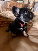 Pebbles Litter, a male French Bulldog for sale in Bonneau, SC – Photo 10 of 10