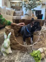 Pebbles Litter, a male French Bulldog for sale in Bonneau, SC – Photo 5 of 8