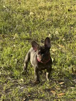 Pebbles Litter, a male French Bulldog for sale in Bonneau, SC – Photo 8 of 8