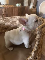 Pebbles Litter, a male French Bulldog for sale in Bonneau, SC – Photo 8 of 10