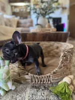 Pebbles Litter, a male French Bulldog for sale in Bonneau, SC – Photo 7 of 8