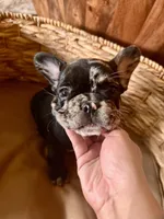 Pebbles Litter, a male French Bulldog for sale in Bonneau, SC – Photo 6 of 10