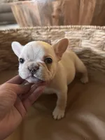 Pebbles Litter, a male French Bulldog for sale in Bonneau, SC – Photo 7 of 10