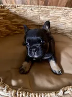 Pebbles Litter, a male French Bulldog for sale in Bonneau, SC – Photo 9 of 10