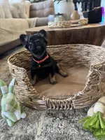 Pebbles Litter, a male French Bulldog for sale in Bonneau, SC – Photo 4 of 8