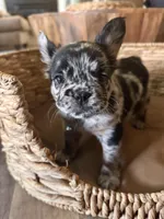 Pebbles Litter, a male French Bulldog for sale in Bonneau, SC – Photo 2 of 10