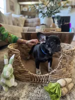 Pebbles Litter, a male French Bulldog for sale in Bonneau, SC – Photo 6 of 8