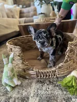 Pebbles Litter, a male French Bulldog for sale in Bonneau, SC – Photo 1 of 8