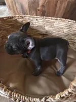 Pebbles Litter, a male French Bulldog for sale in Bonneau, SC – Photo 3 of 10
