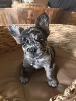 Pebbles Litter, a male French Bulldog for sale in Bonneau, SC – Photo 1 of 10