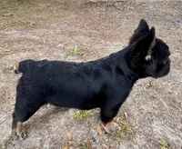 AKC French Bulldog , a male French Bulldog for sale in Bonneau, SC – 5 of 5