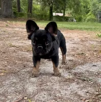 AKC French Bulldog , a male French Bulldog for sale in Bonneau, SC – 3 of 5