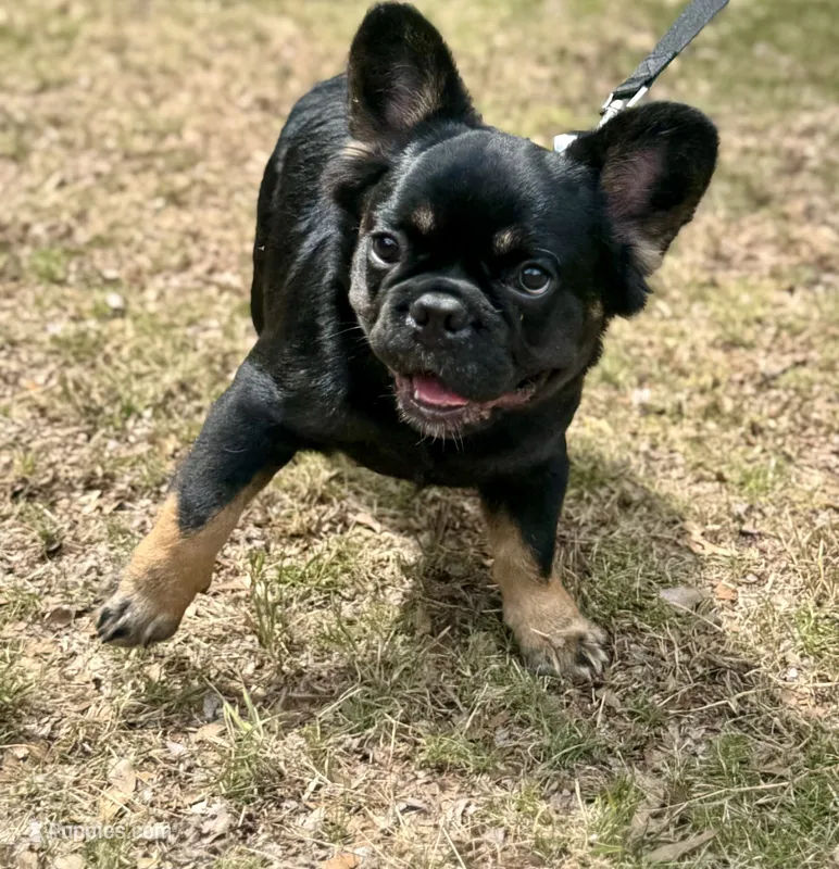 AKC French Bulldog  – French Bulldog puppy for sale in Bonneau, SC
