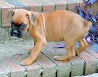 "Luna" AKC, a female Boxer for sale in Chesnee, SC – 7 of 10