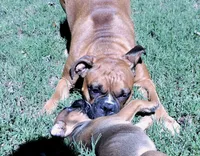 Dozer, a male Boxer for sale in Chesnee, SC – 9 of 10