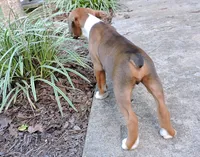 "Hank" AKC, a male Boxer for sale in Chesnee, SC – 2 of 10