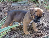 "Atlas" AKC, a male Boxer for sale in Chesnee, SC – 10 of 10