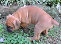 "Sarge" AKC, a male Boxer for sale in Chesnee, SC – 5 of 10